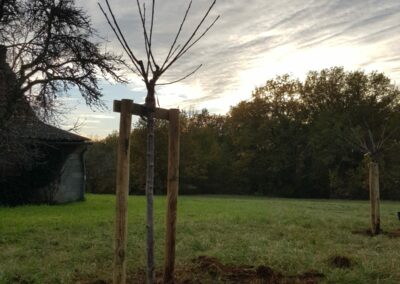 Plantation arbres fruitiers