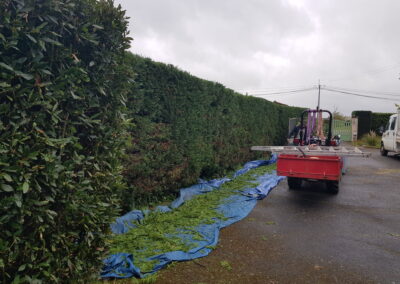 Taille de haie (avant / après)