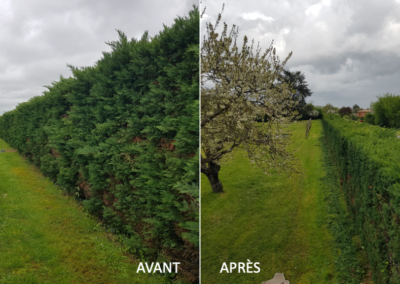 Taille de haies (avant / après)
